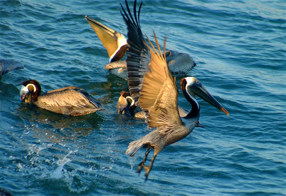 (42) Dscf0971 (pelicans).jpg   (1000x684)   349 Kb                                    Click to display next picture